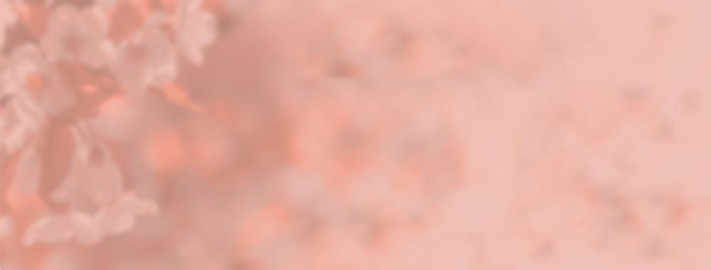 fond fleurs de cerisier