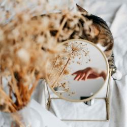 fleurs-chat-miroir-rayon-de-soleil